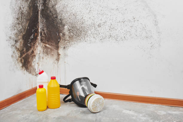 Best Fast Mold Removal  in Mcfarland, WI