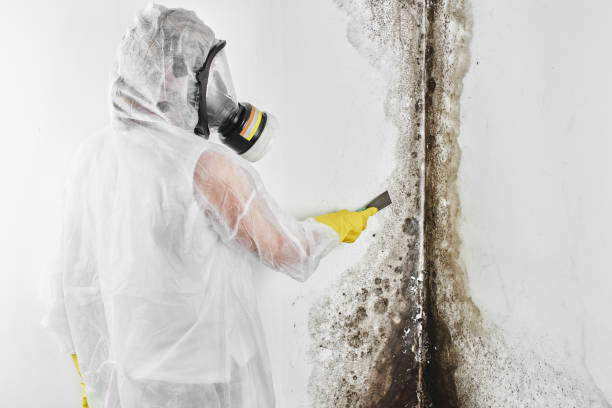 Best Mold Remediation  in Mcfarland, WI