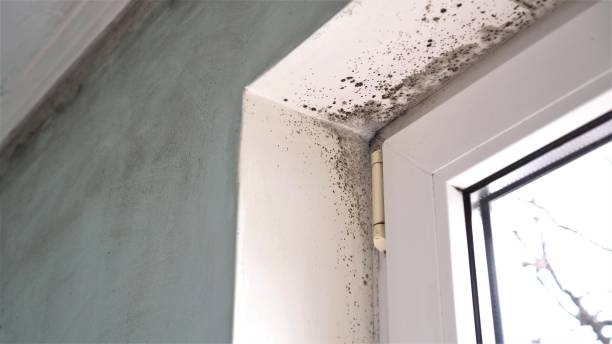 Best Affordable Mold Removal  in Mcfarland, WI