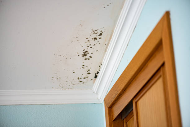 Best Black Mold Removal  in Mcfarland, WI