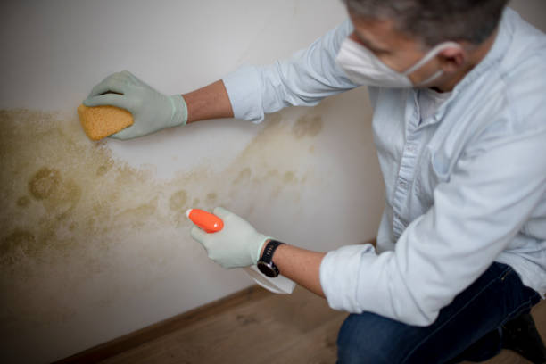 Best Mold Removal Process  in Mcfarland, WI