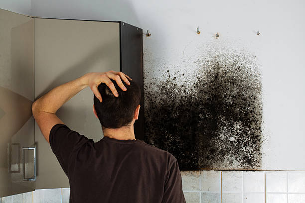 Best Commercial Mold Removal  in Mcfarland, WI