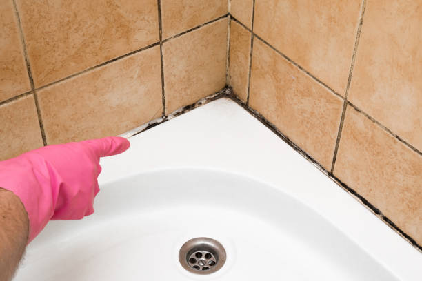 Mold Removal Process in Mcfarland, WI