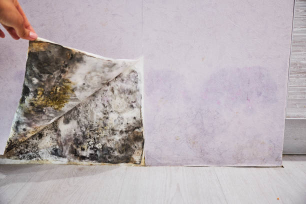 Professional Mold Removal in Mcfarland, WI